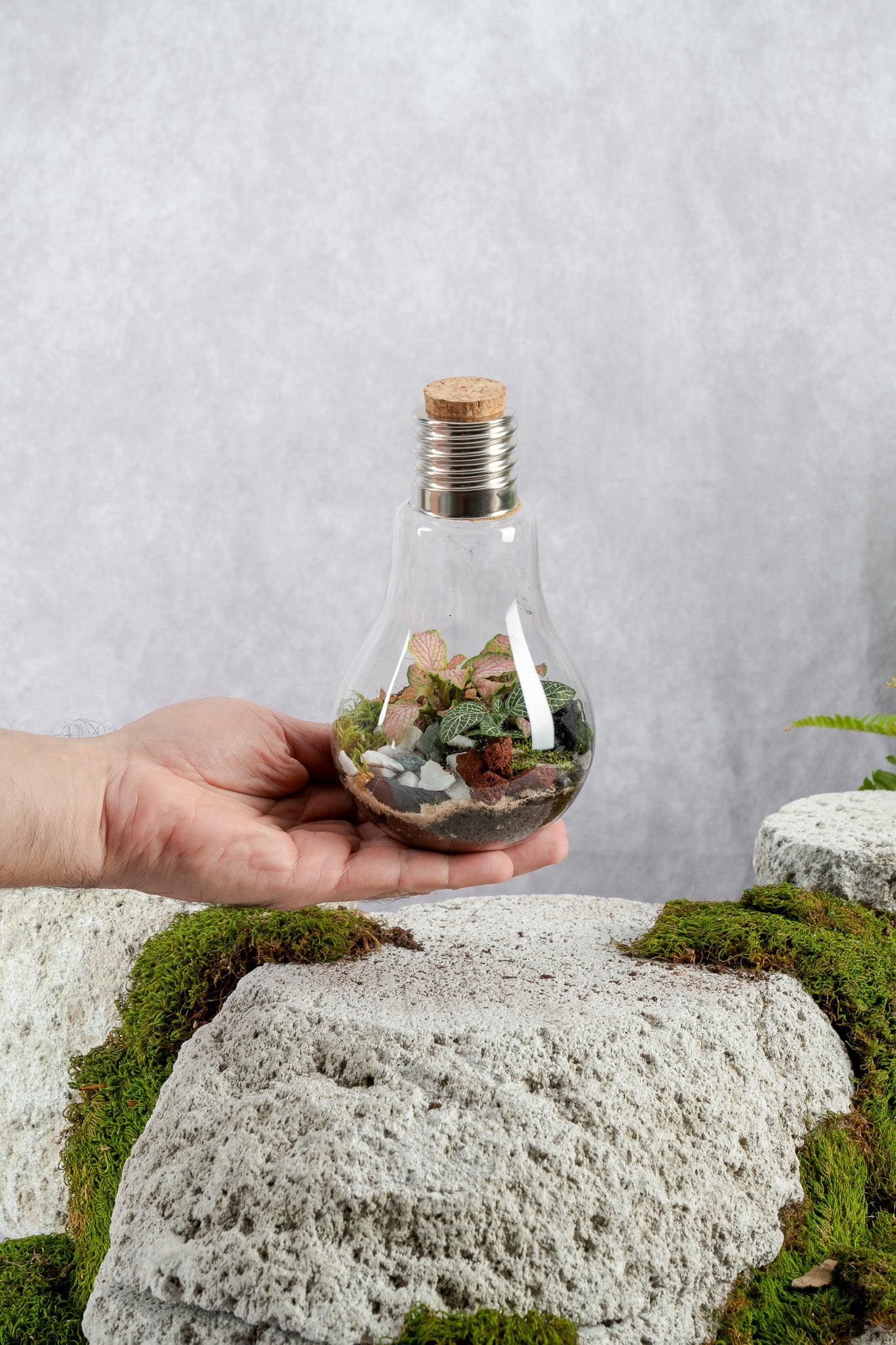 lighted plant terrarium Lightbulb Terrarium– Terrart NYC