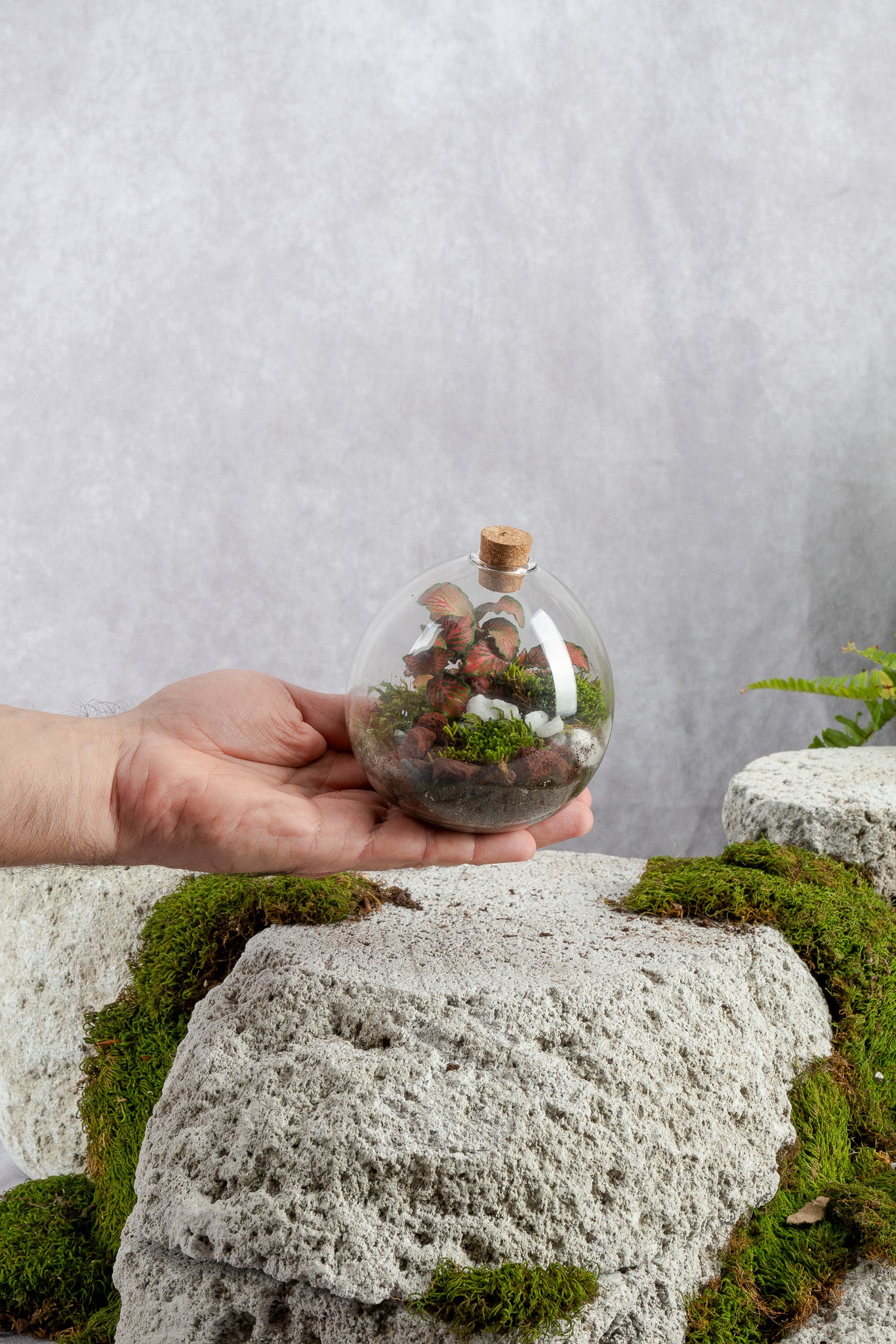 terrarium plants nyc Mini Galaxy Terrarium