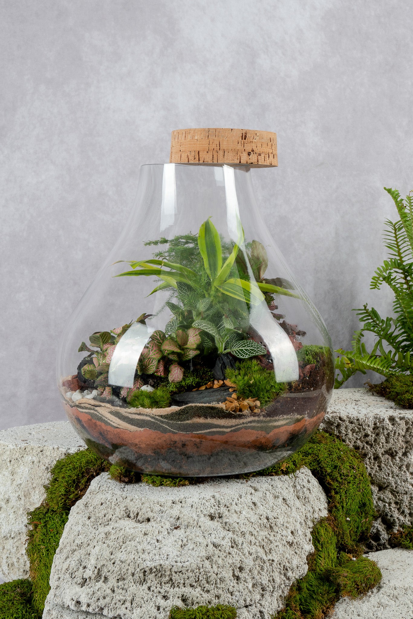 where to buy terrarium plants nyc Sensation Terrarium– Terrart NYC
