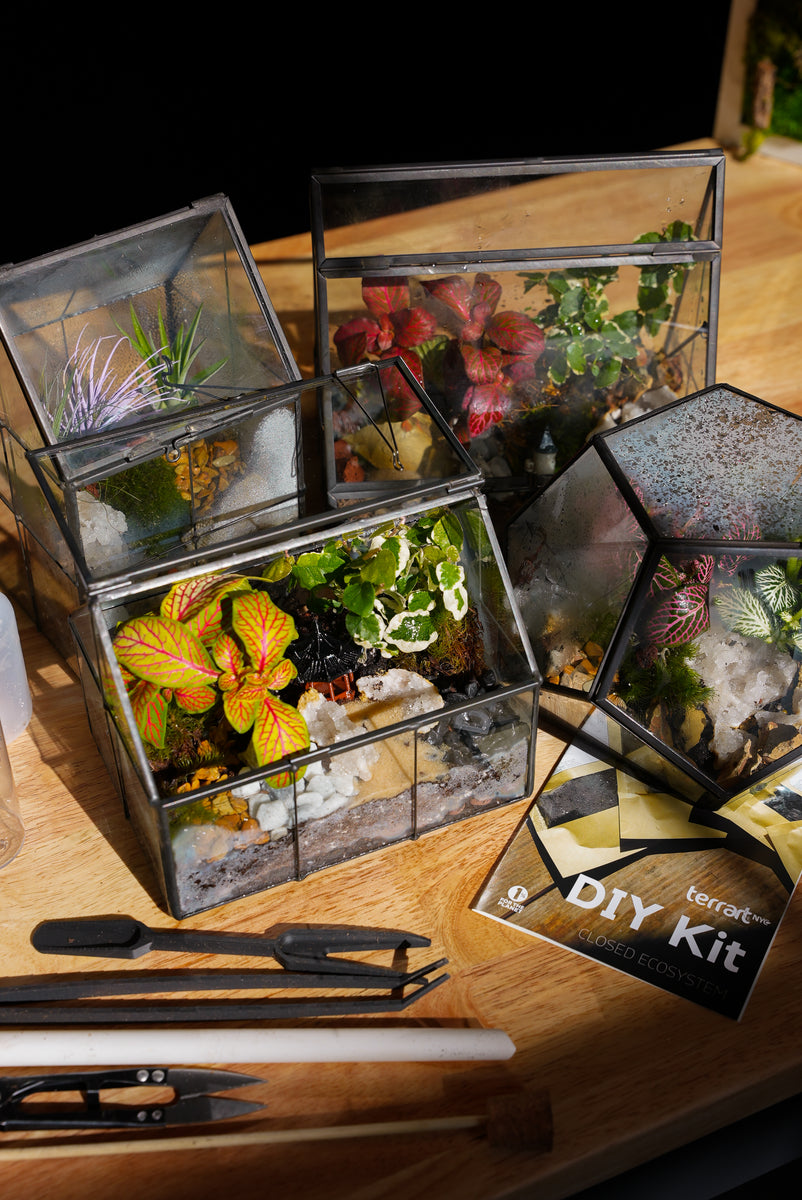Geometric Closed Terrarium DIY Kit– Terrart NYC