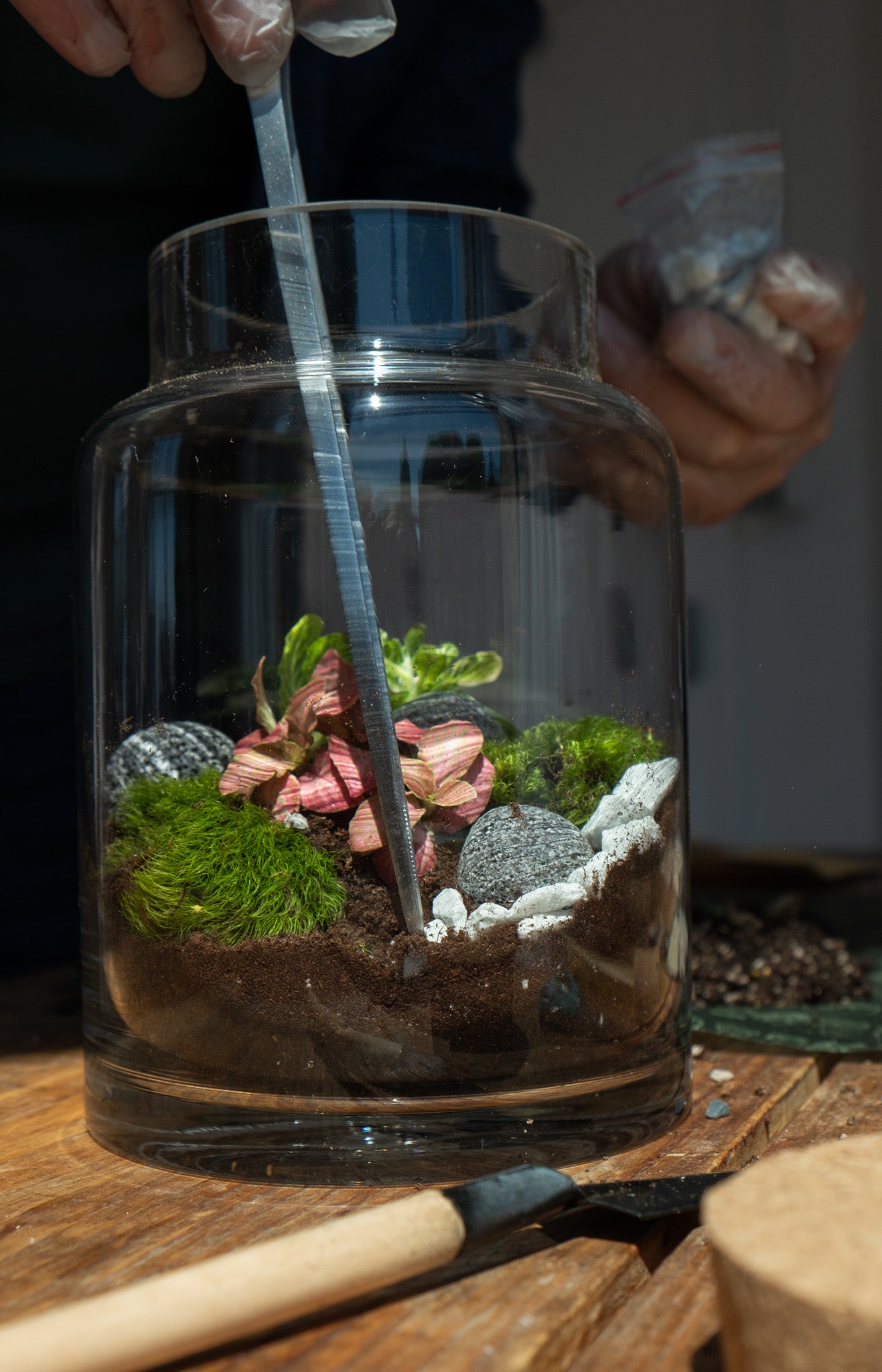diy terrarium kit with plants DIY Kit Self-Sustaining Ecosystem– Terrart NYC